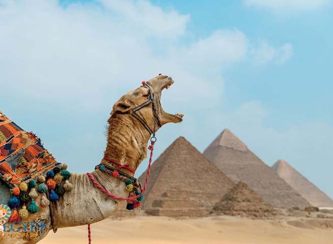 Best Tour Operator